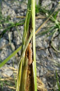 uploads/images/pest/paddy yellow-stem-borer.jpg